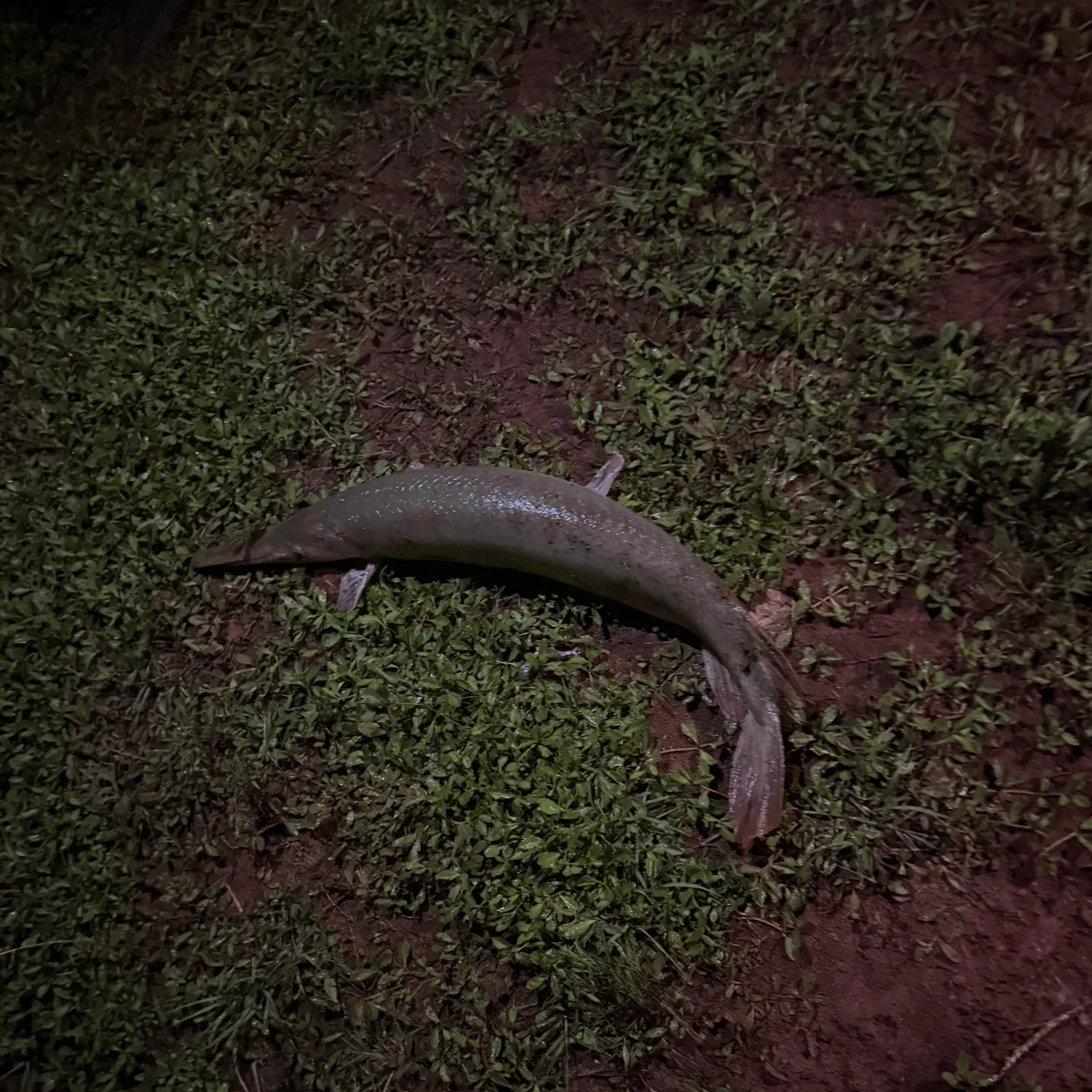 The most recent Longnose gar catches on Fishbrain