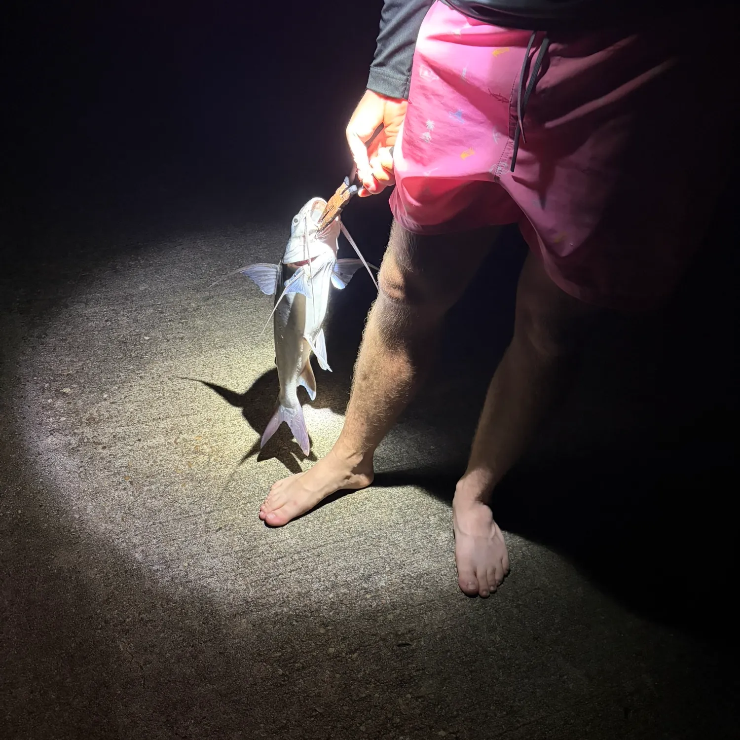 Gafftopsail sea catfish caught on Fishbrain