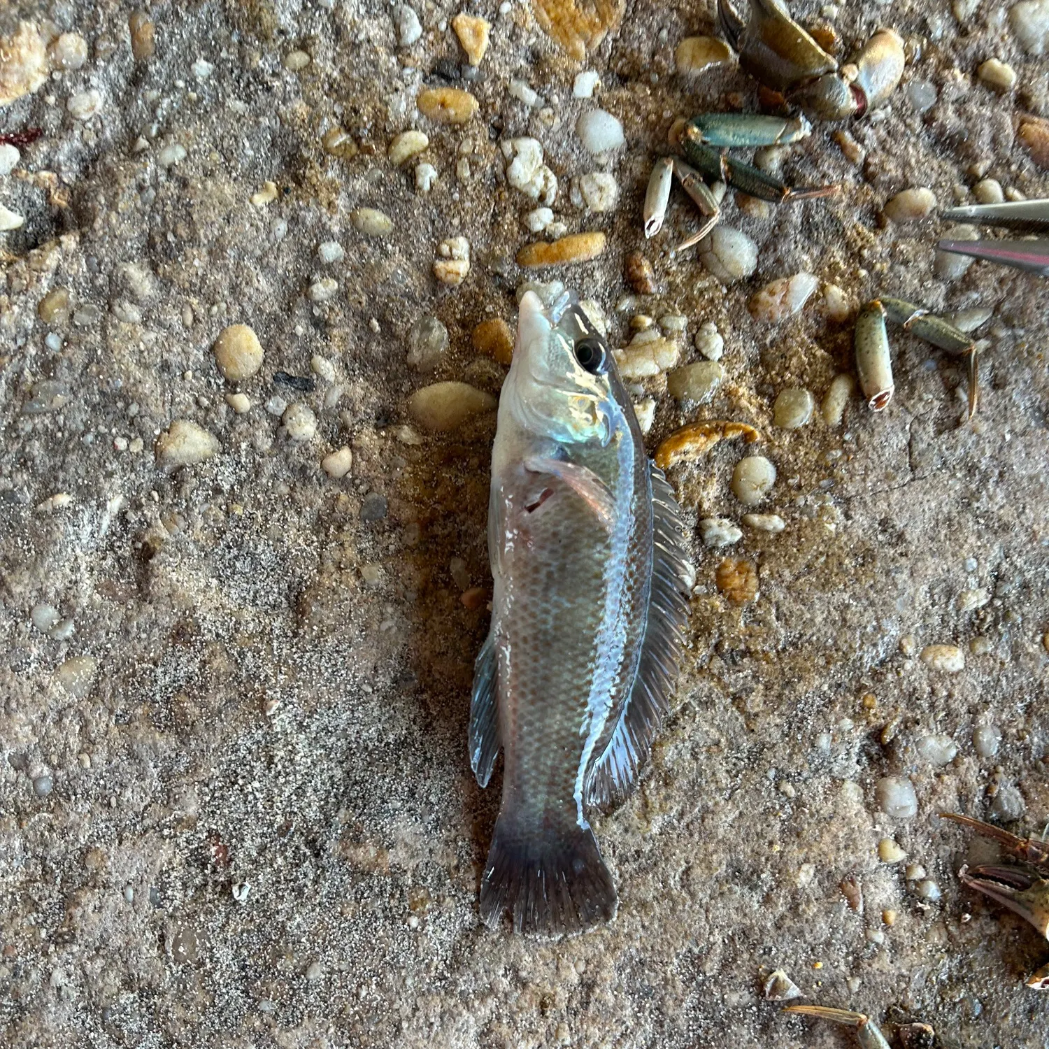 The most recent Cunner catches on Fishbrain