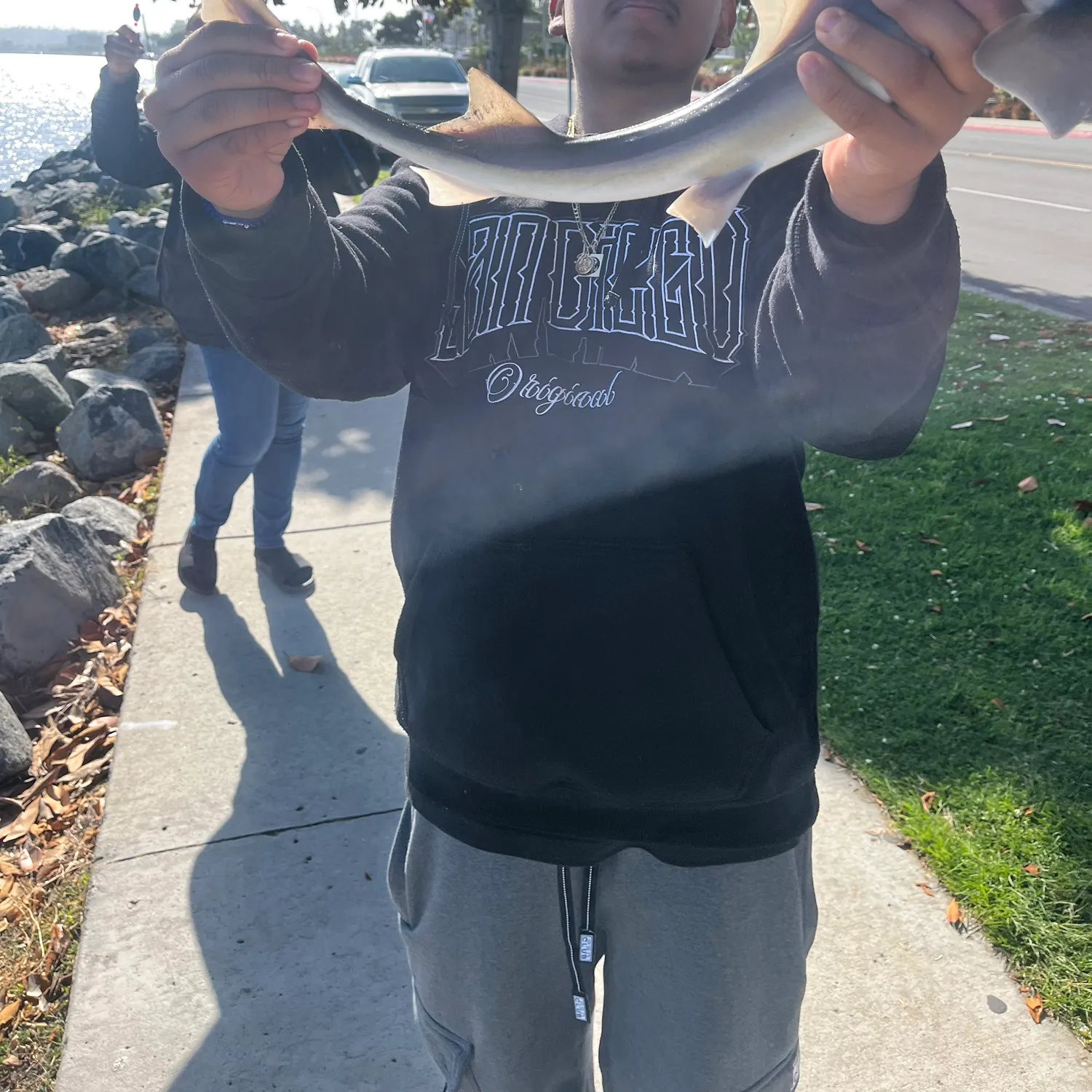 The most recent Grey smooth-hound catches on Fishbrain