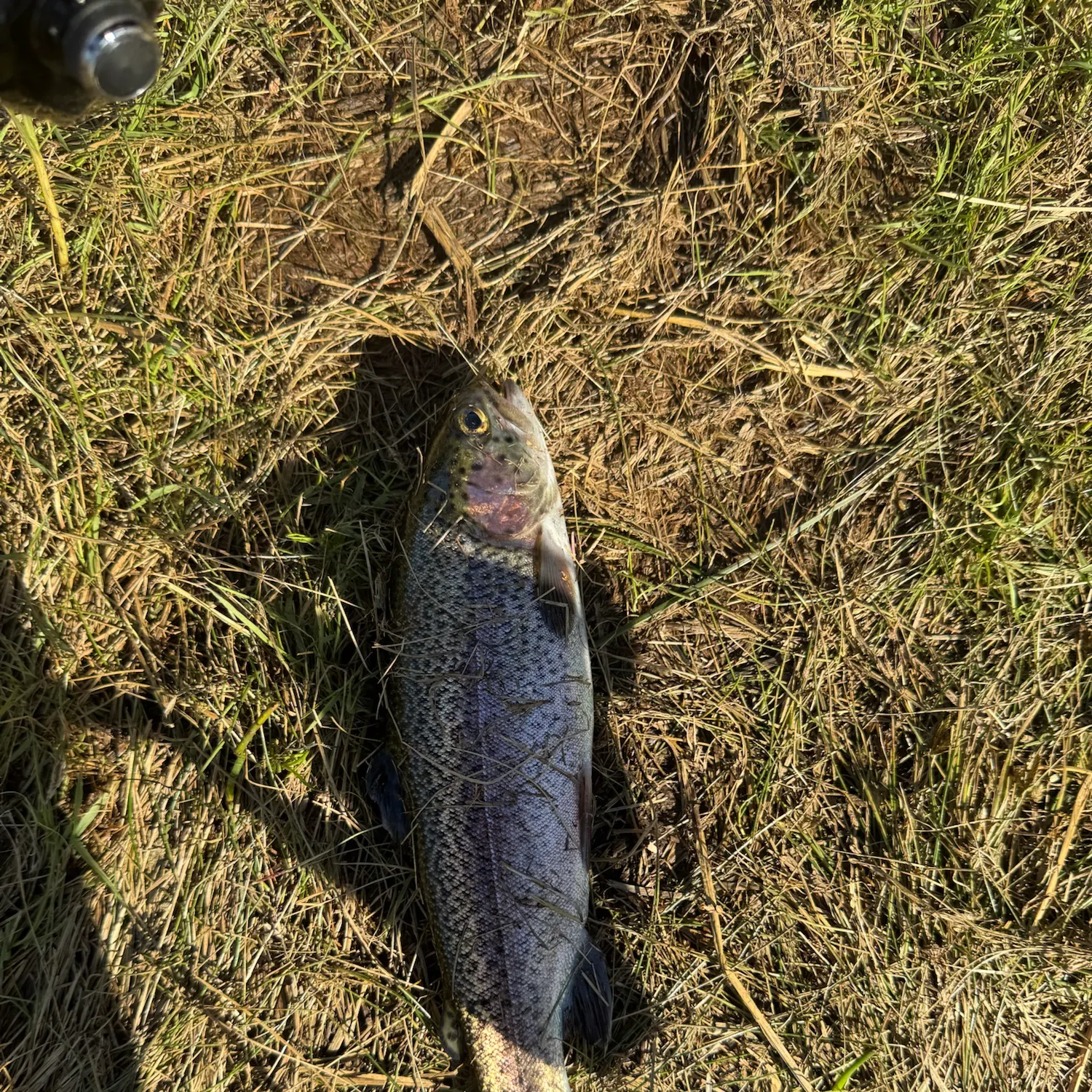 Rainbow trout caught on Fishbrain