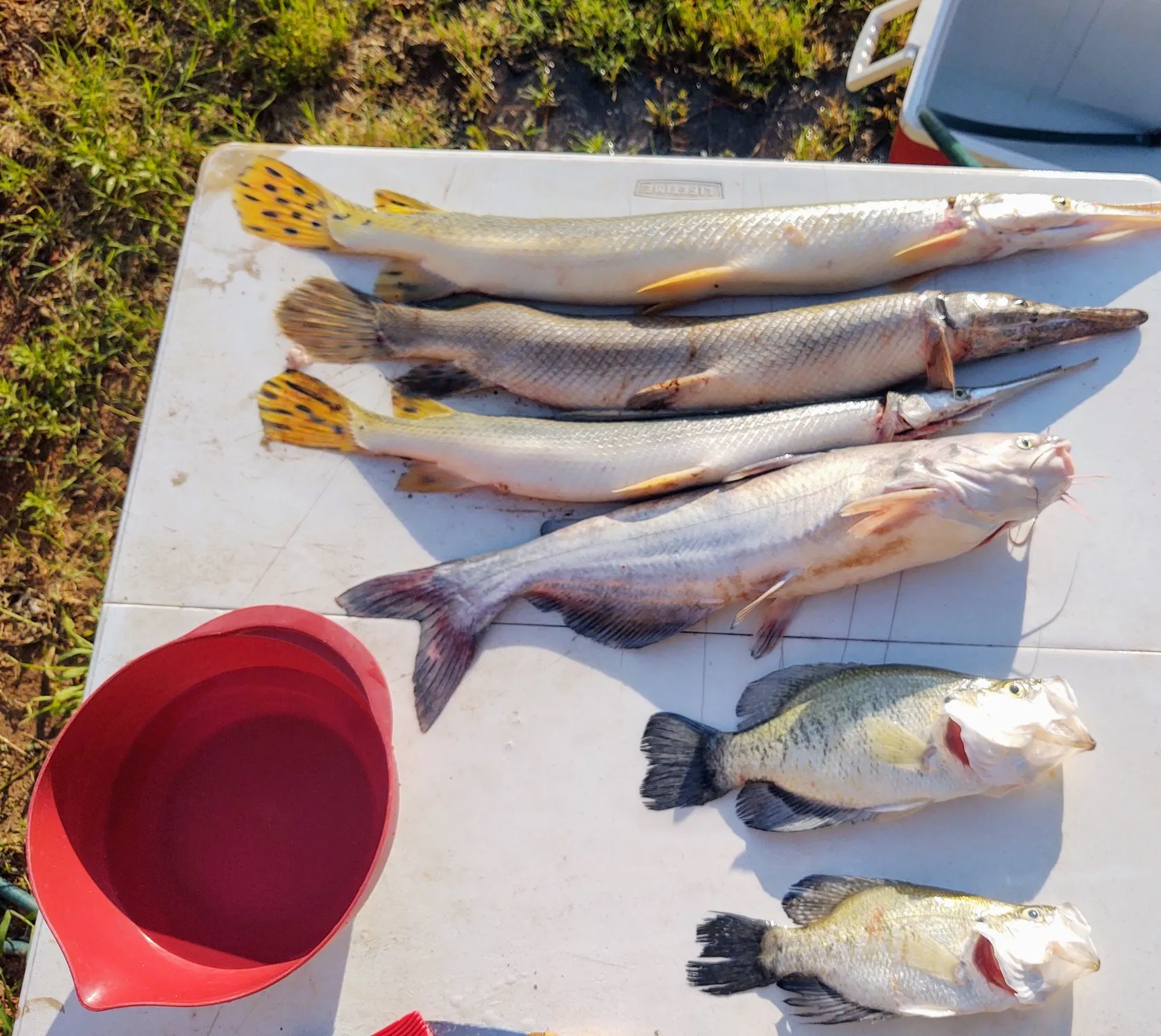 recently logged catches