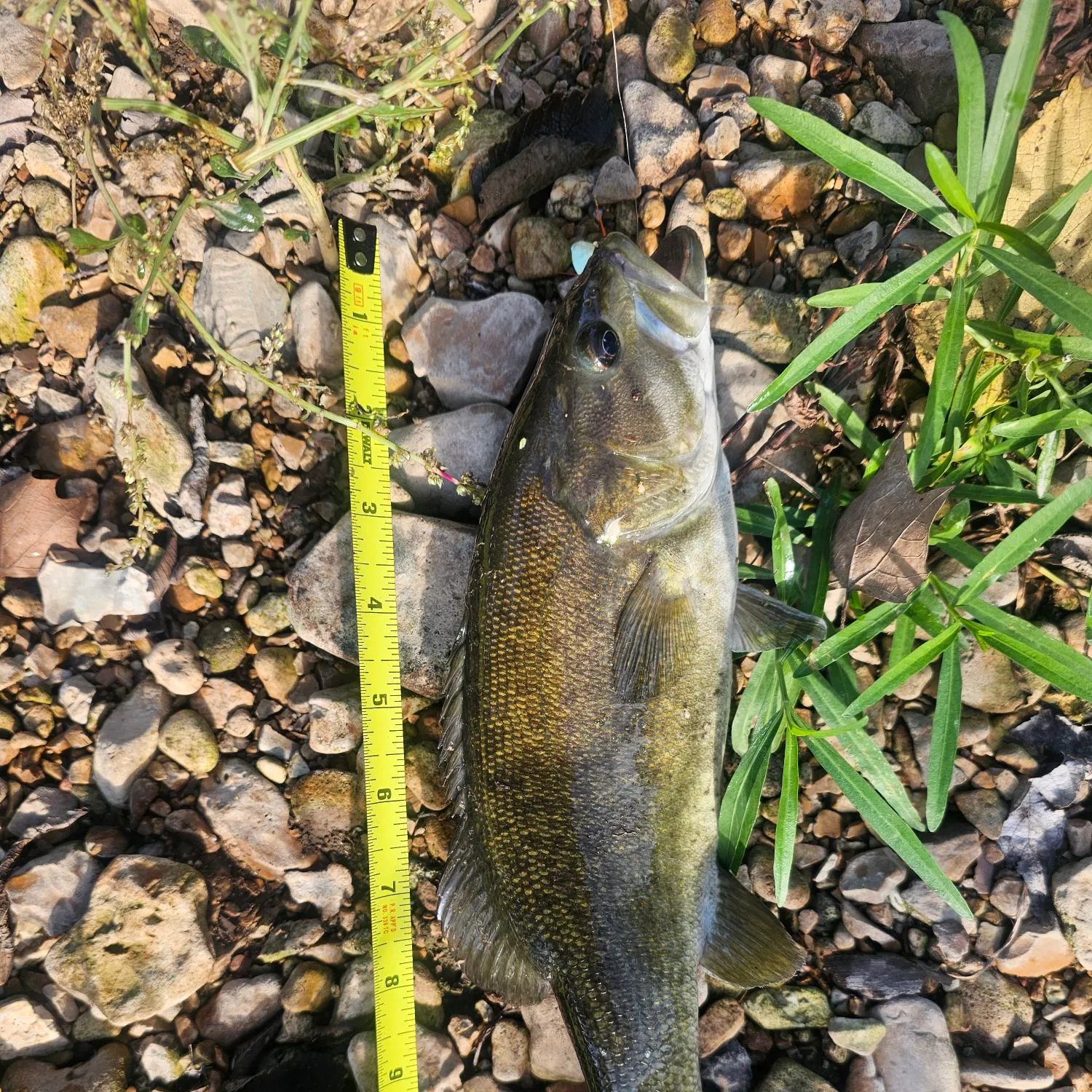 Smallmouth bass caught on Fishbrain