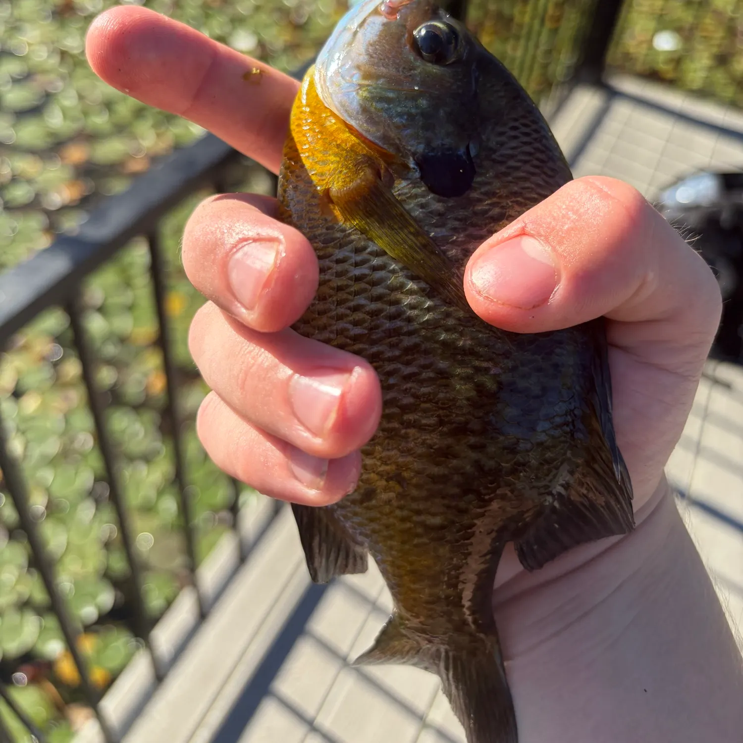 Bluegill caught on Fishbrain