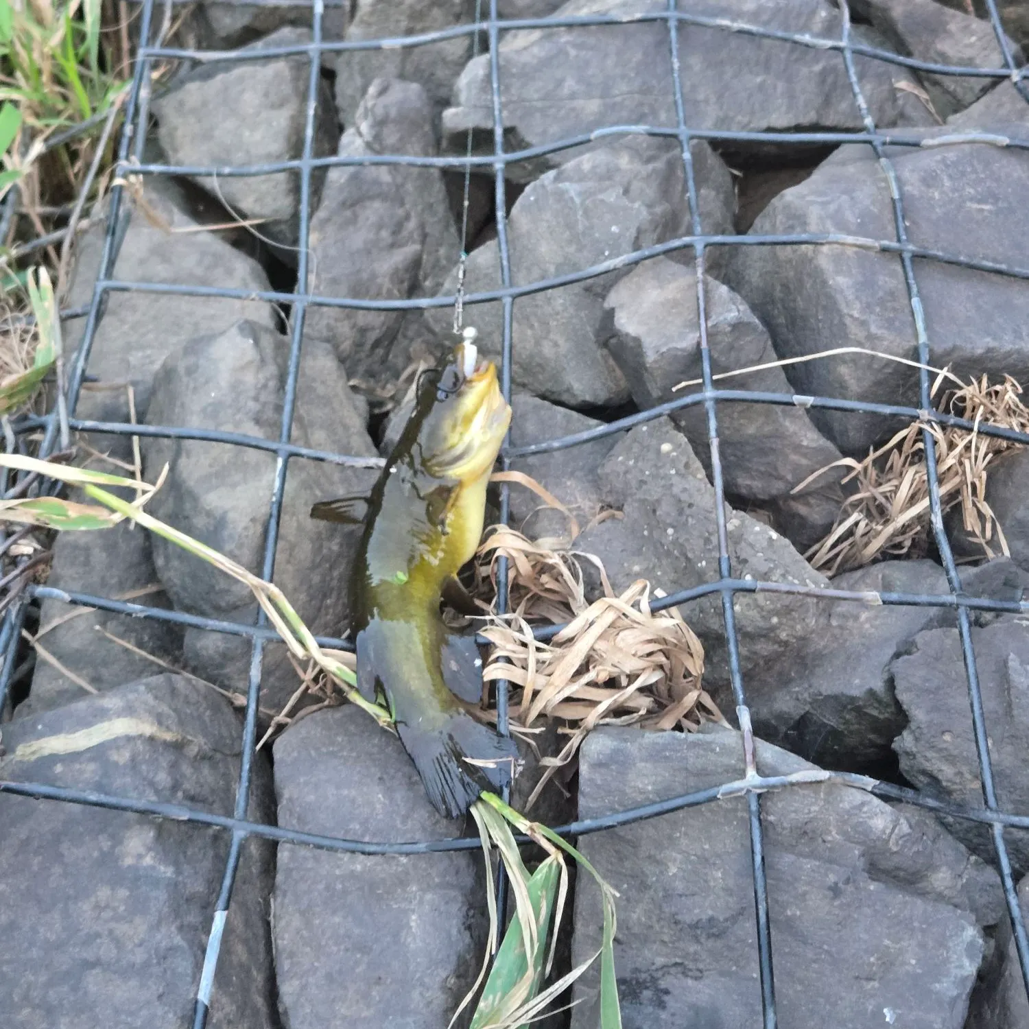 Black bullhead caught on Fishbrain
