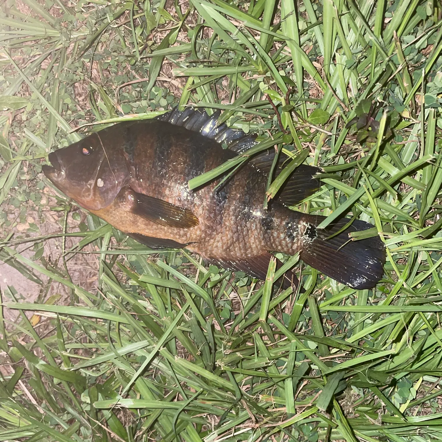 Mayan cichlid caught on Fishbrain