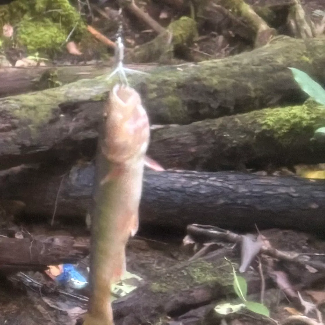 River chub caught on Fishbrain
