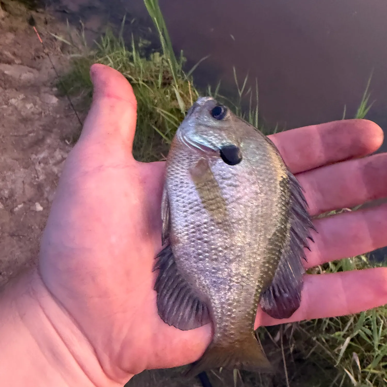 Bluegill caught on Fishbrain