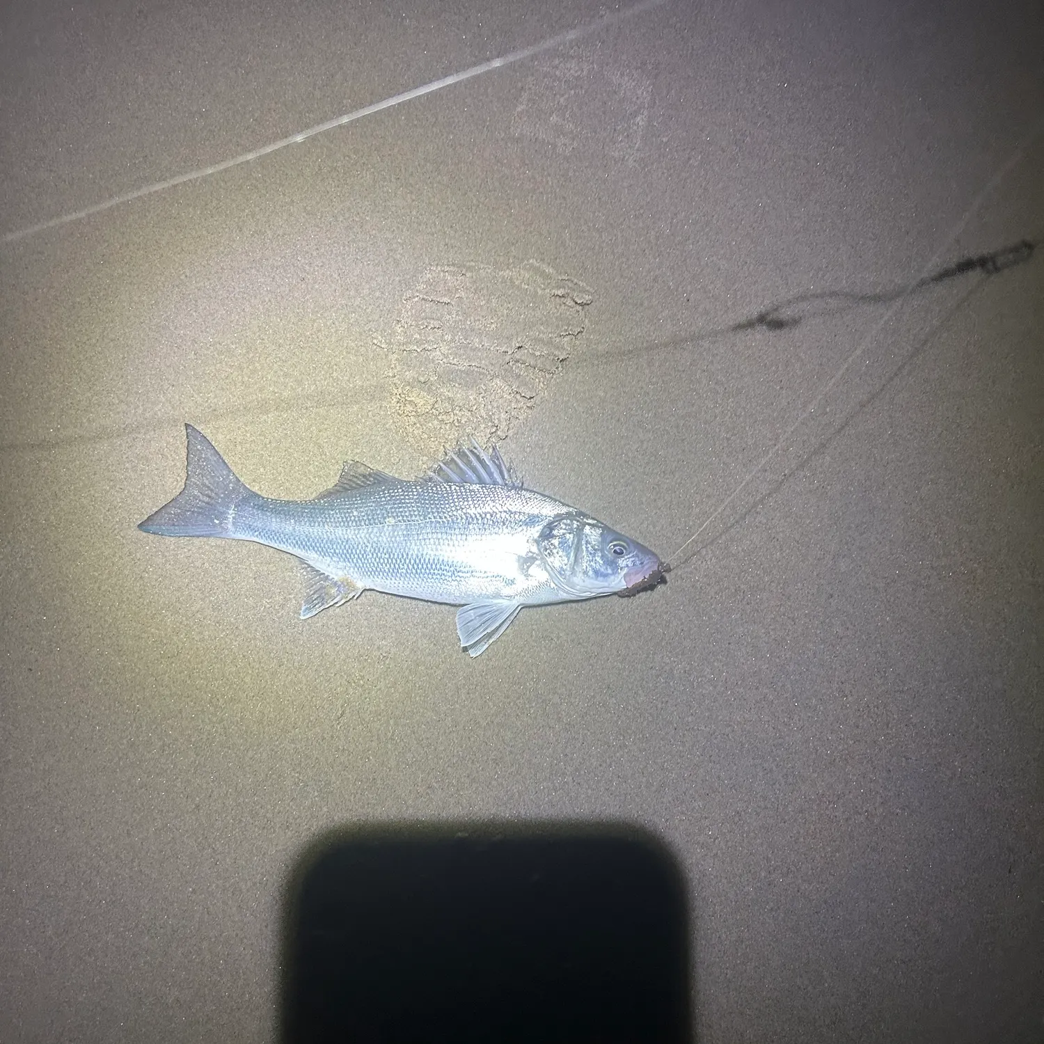 European seabass caught on Fishbrain
