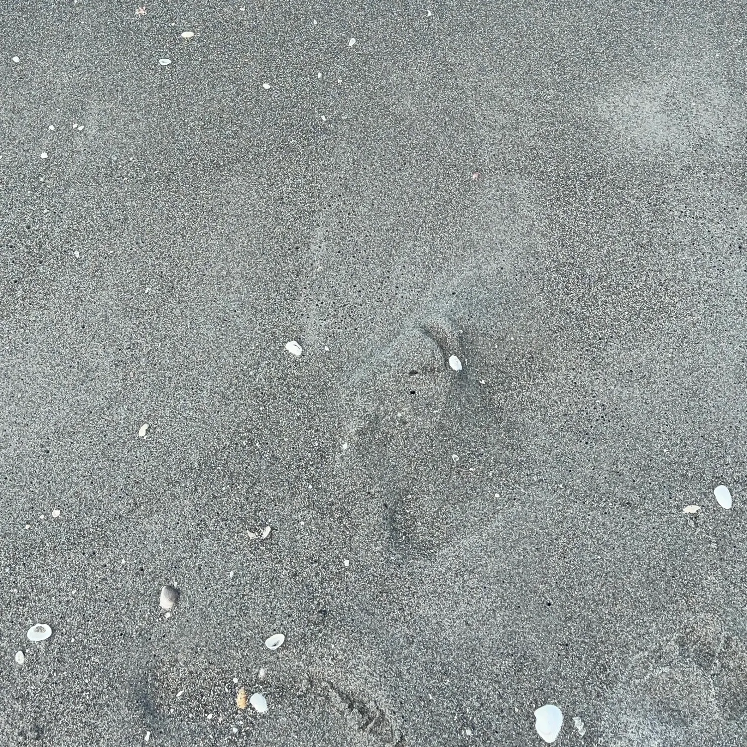 The most recent King George whiting catches on Fishbrain