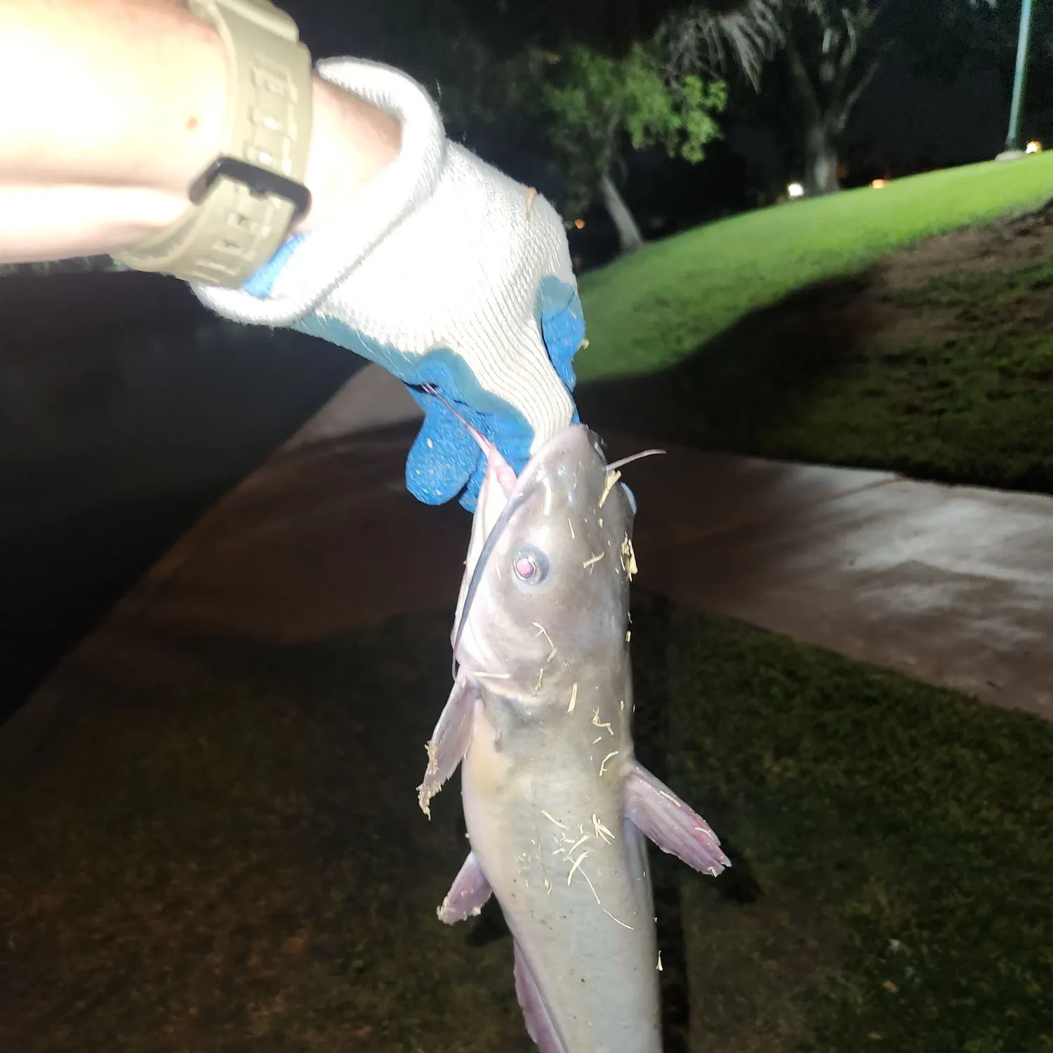 catch