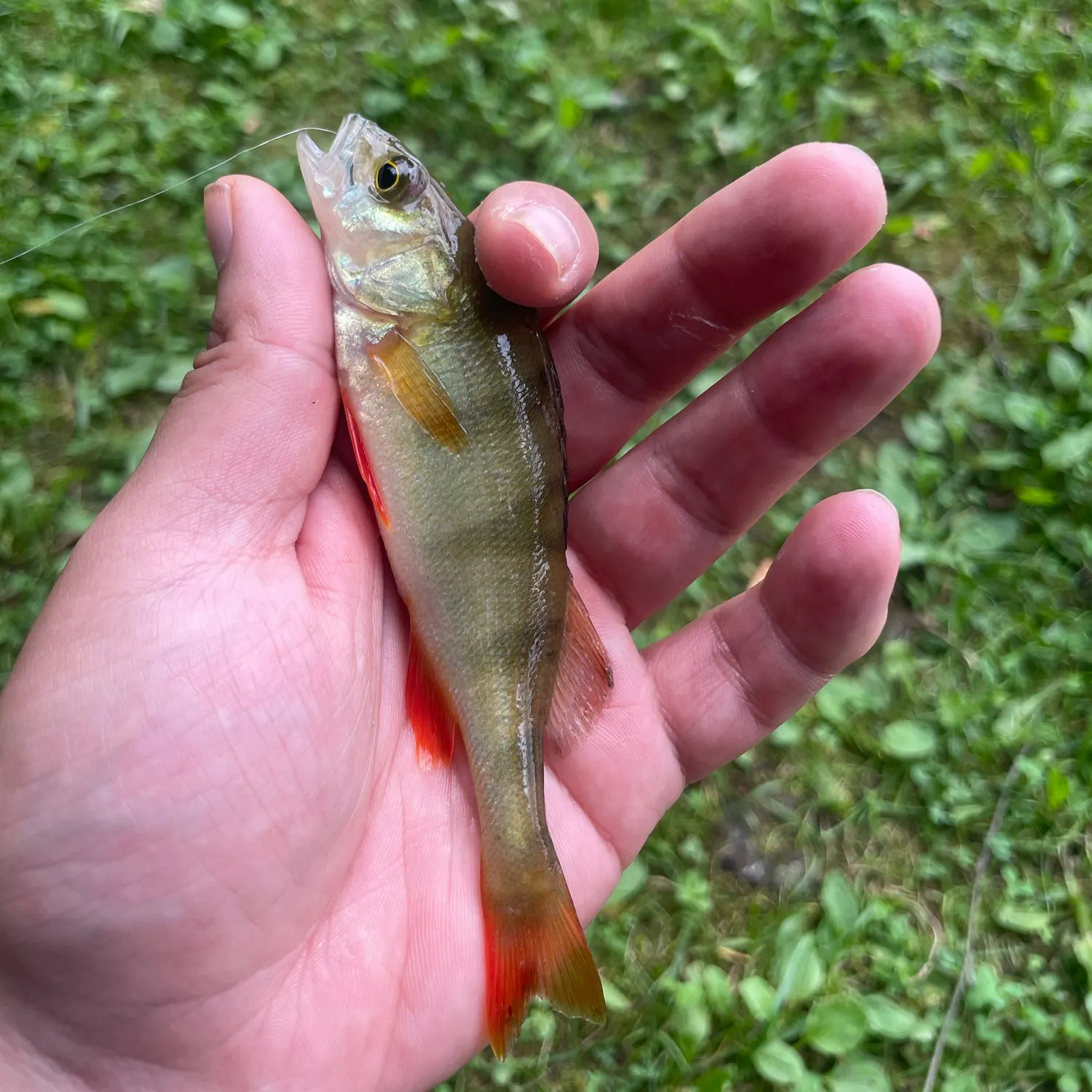 European perch caught on Fishbrain