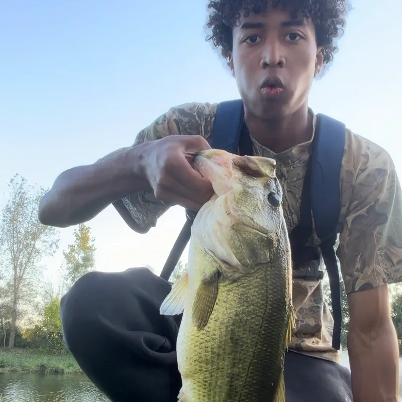 Largemouth bass caught on Fishbrain