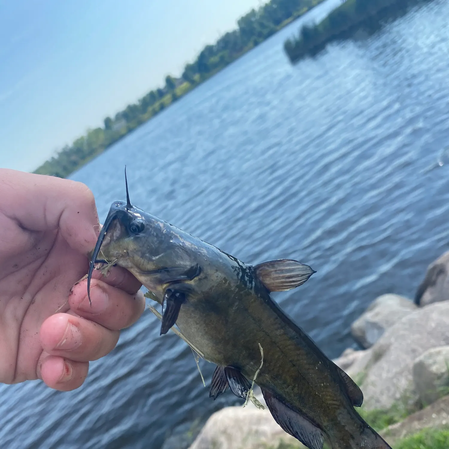 Channel catfish caught on Fishbrain