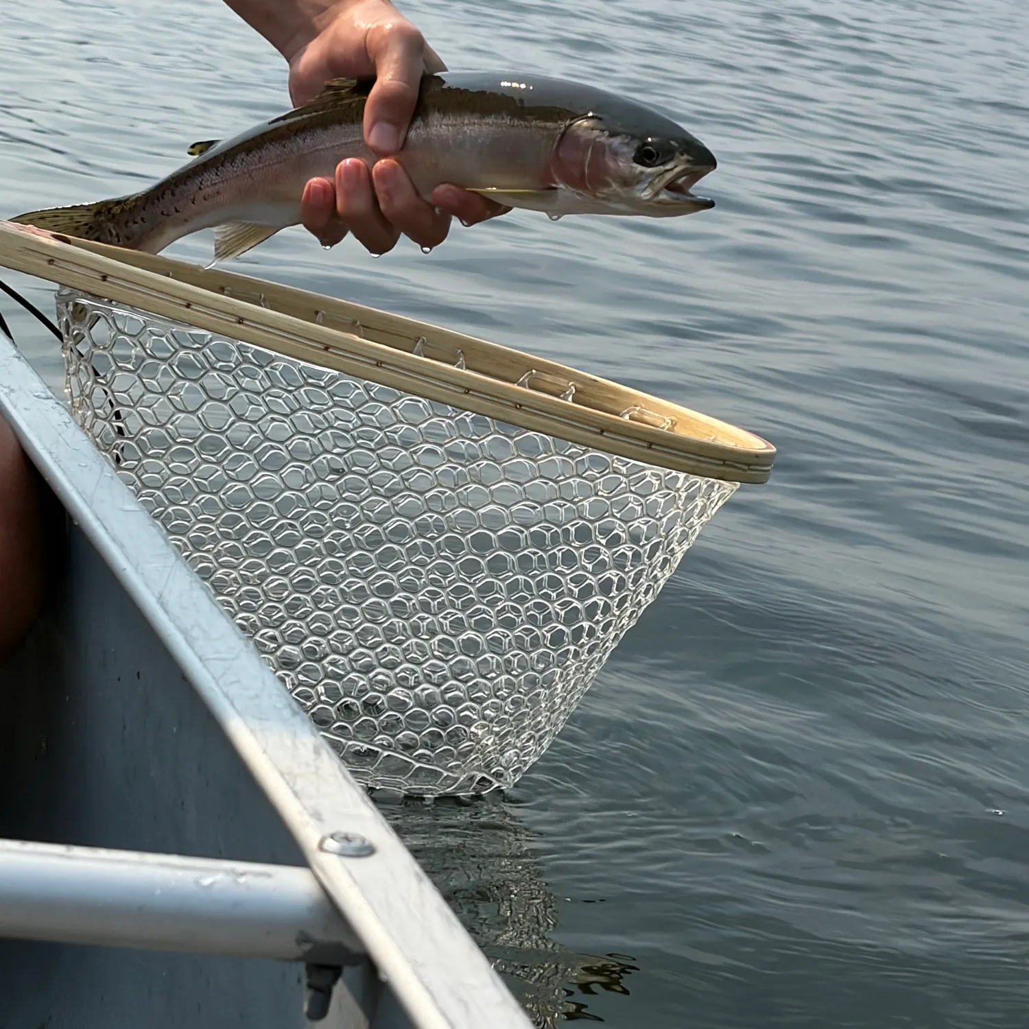 Rainbow trout caught on Fishbrain