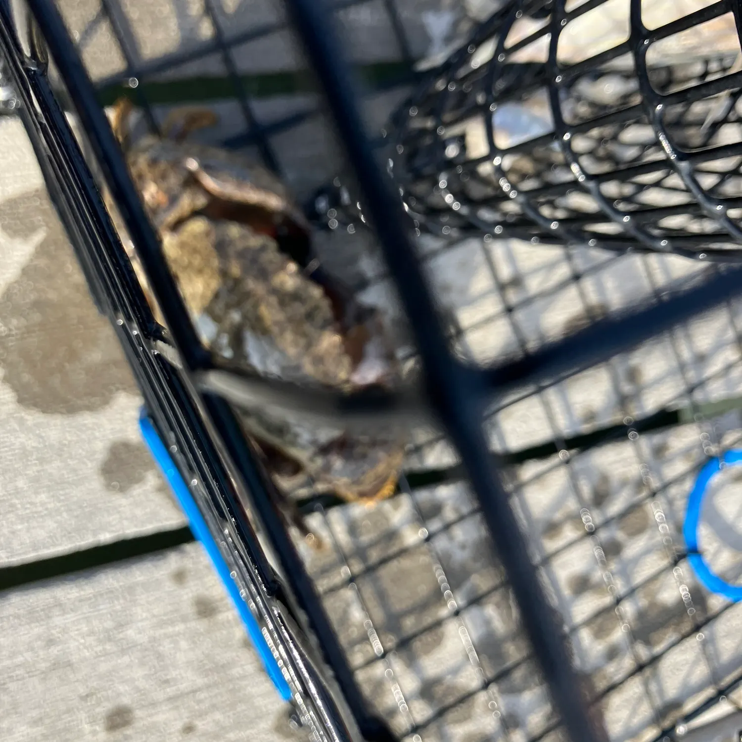 The most recent Florida stone crab catches on Fishbrain