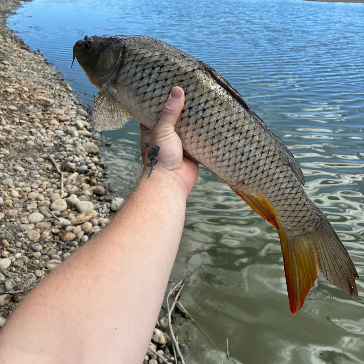 Common carp caught on Fishbrain