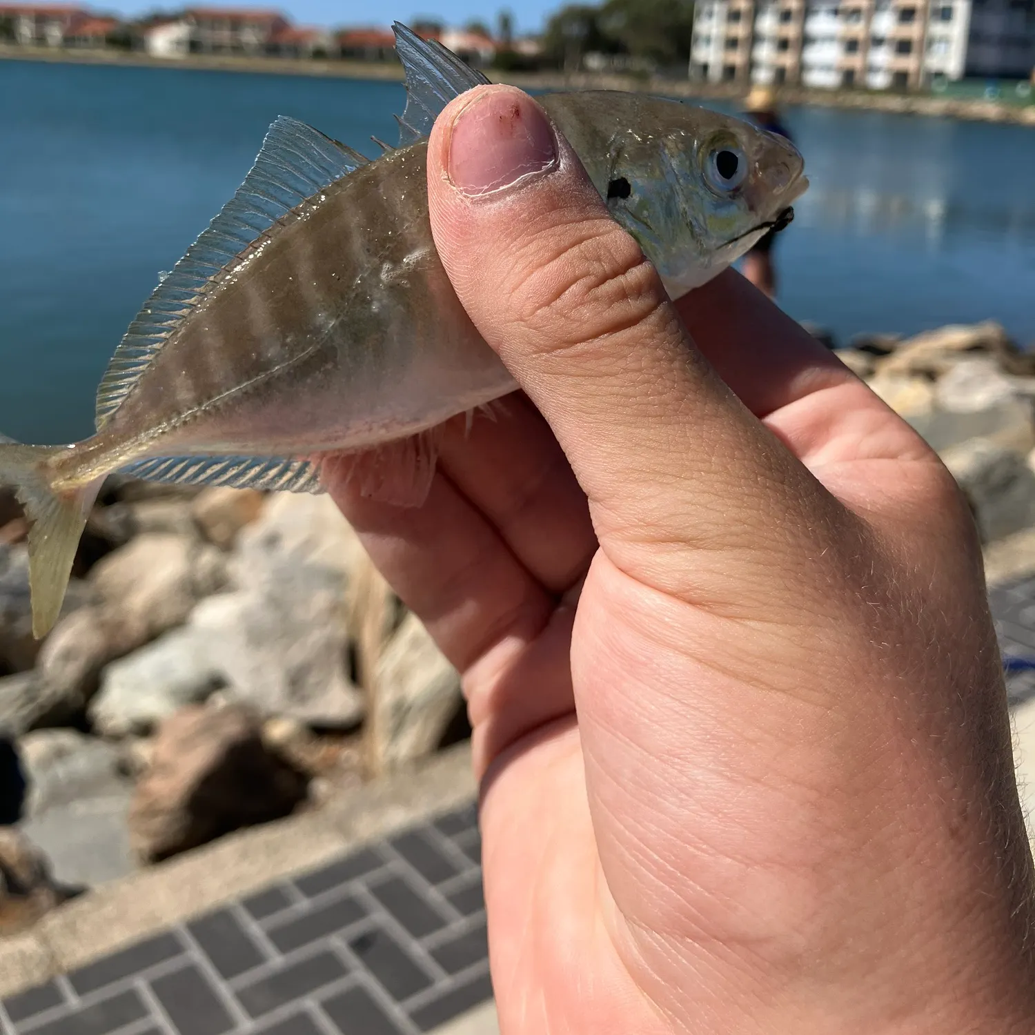 The most recent Silver trevally catches on Fishbrain