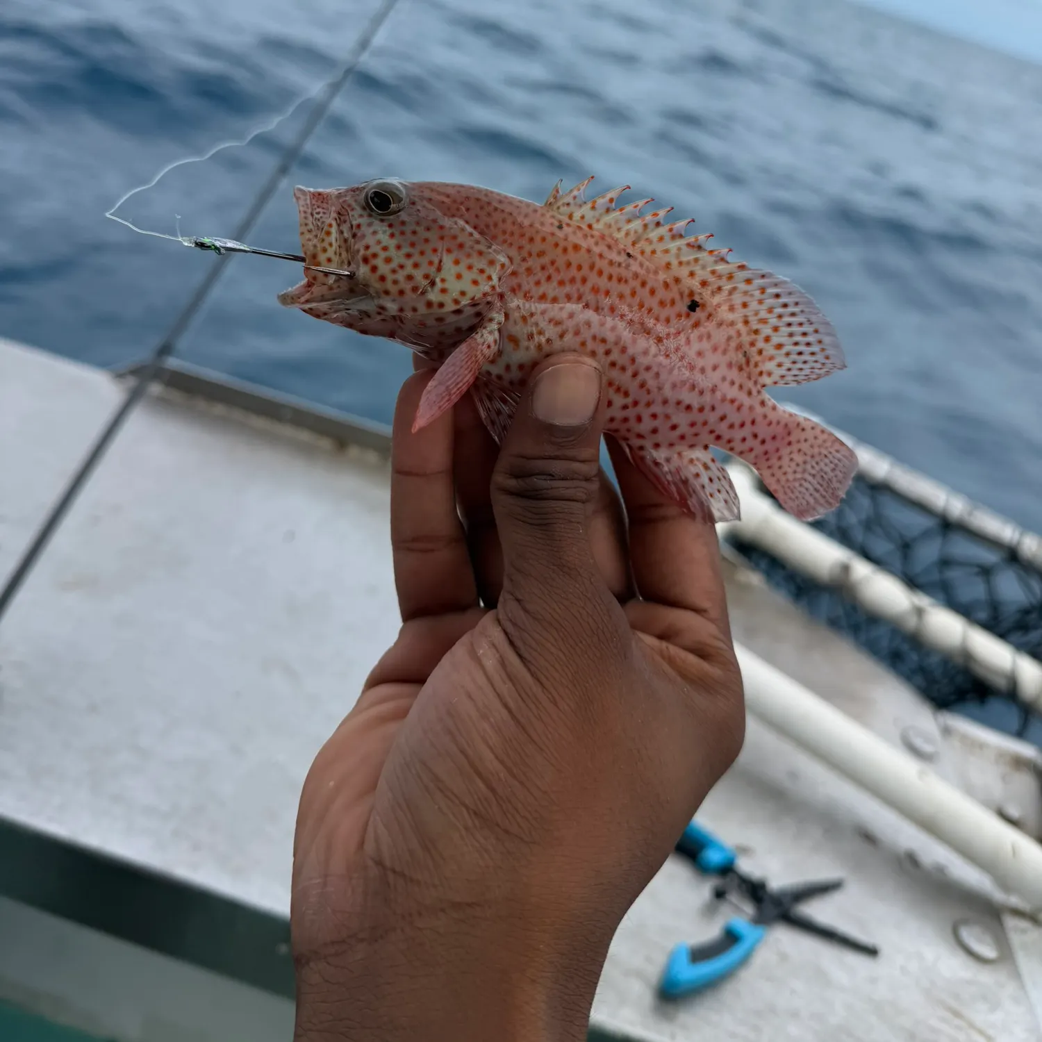 The most recent Strawberry hind catches on Fishbrain