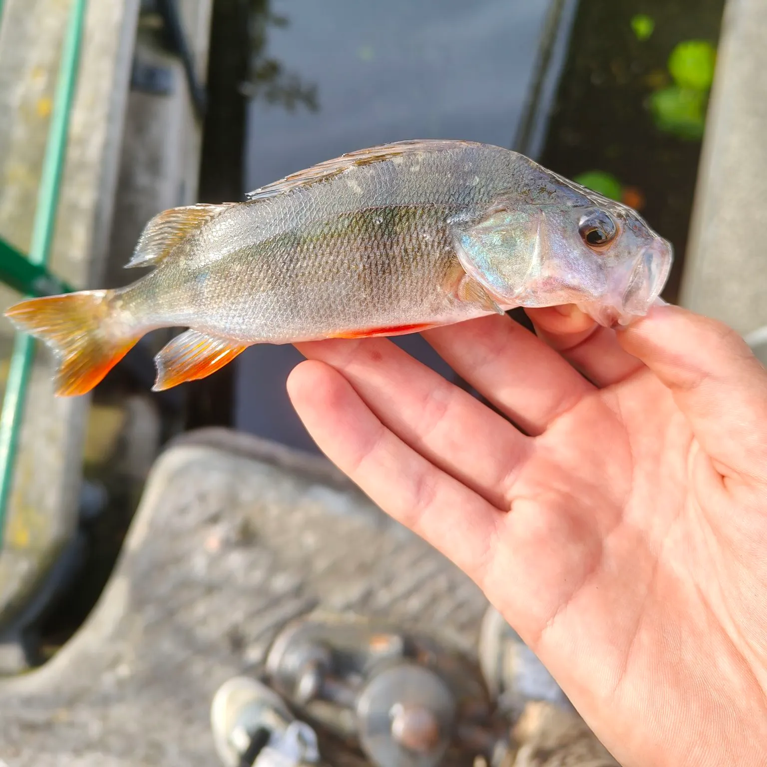 European perch caught on Fishbrain