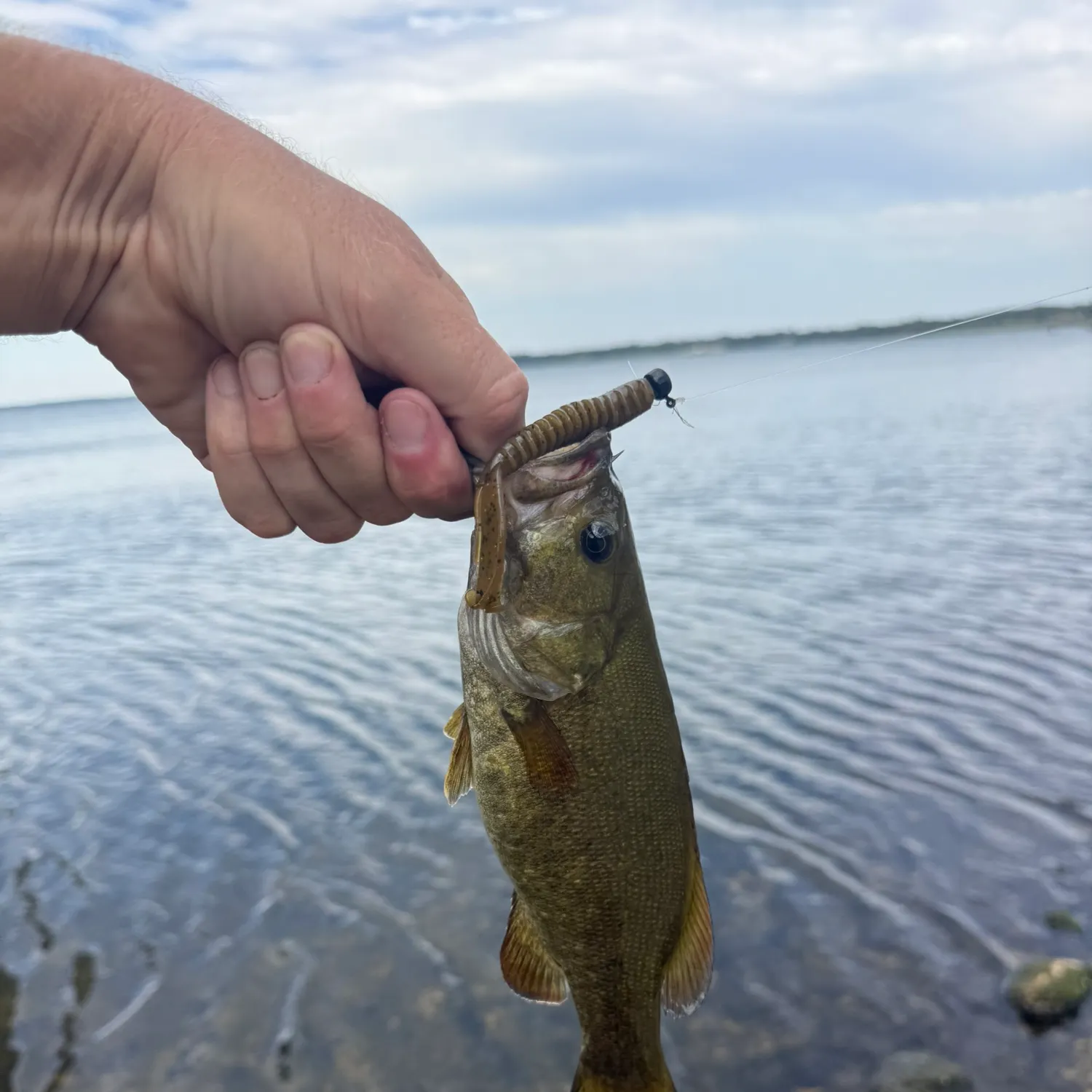 Smallmouth bass caught on Fishbrain