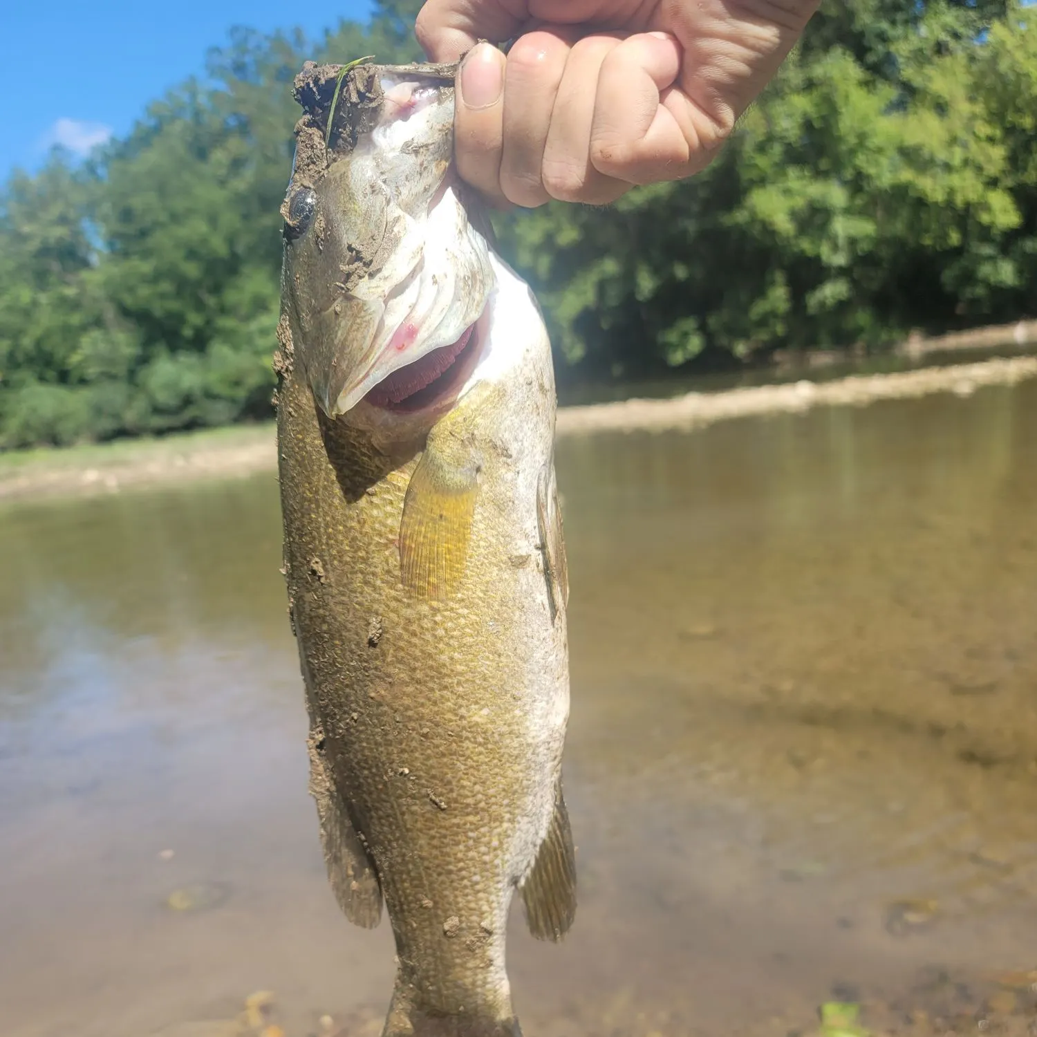 Smallmouth bass caught on Fishbrain