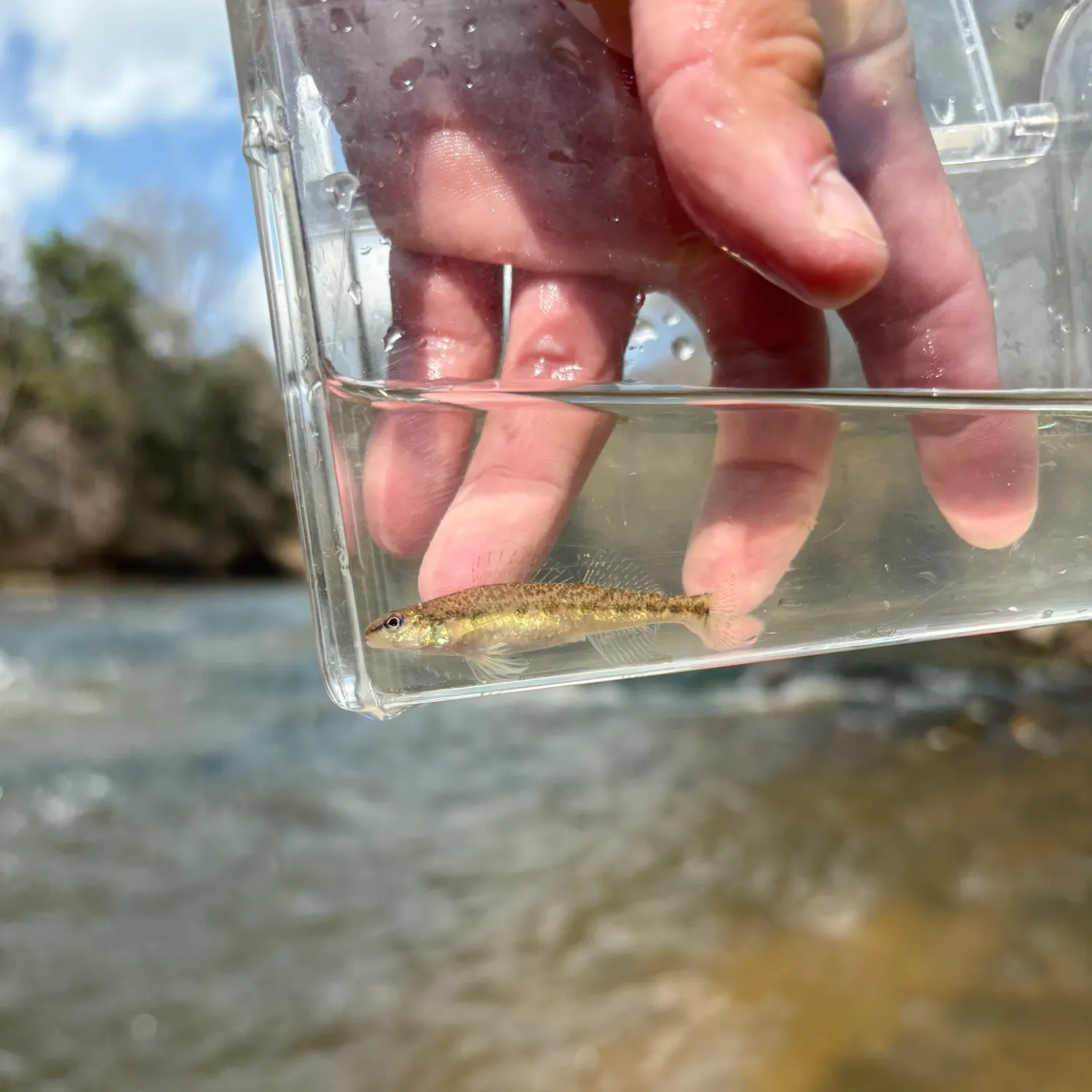 The most recent Pearl perch catches on Fishbrain