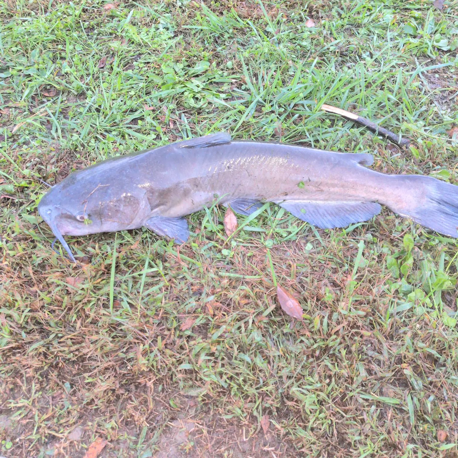 Channel catfish caught on Fishbrain