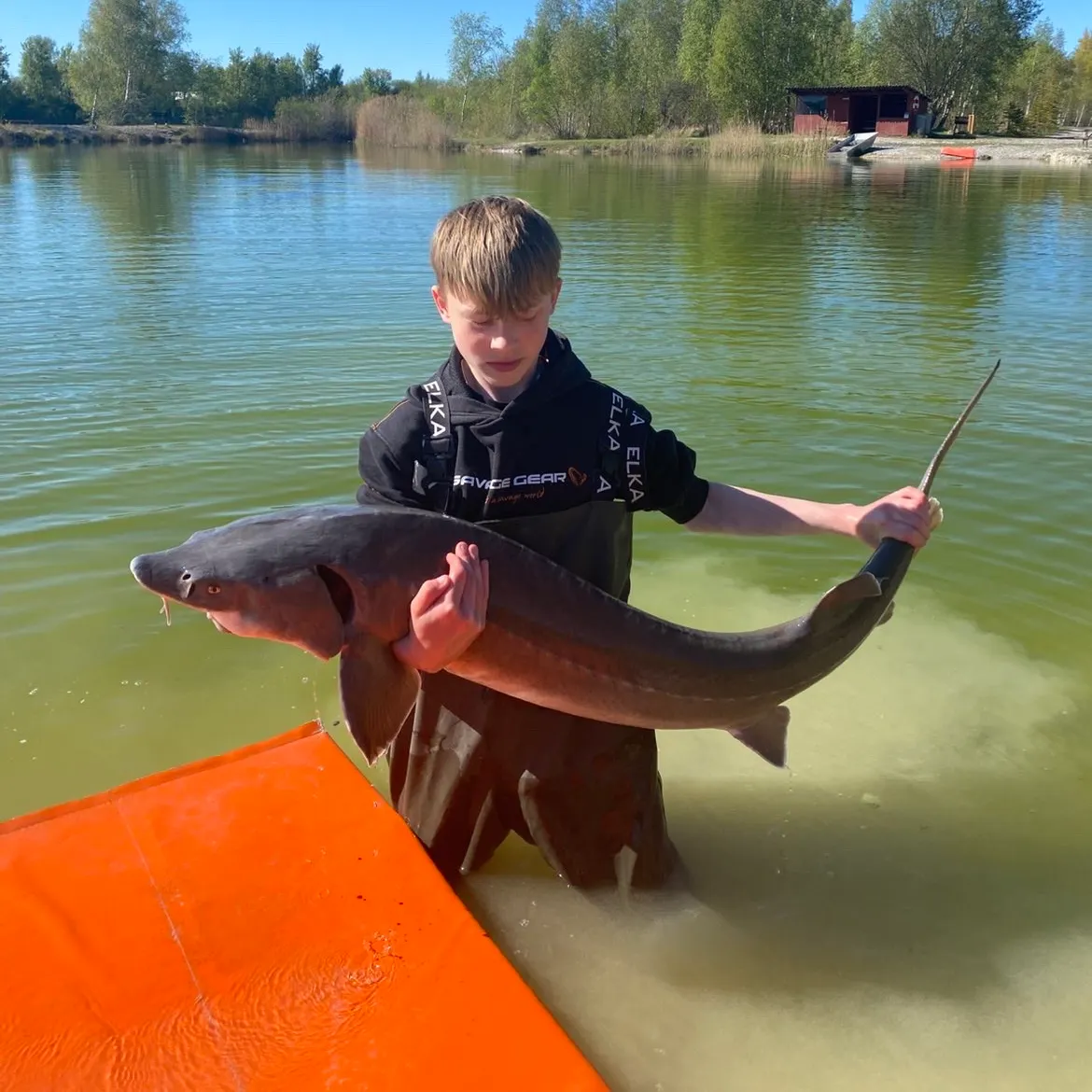 The most recent Beluga sturgeon catches on Fishbrain