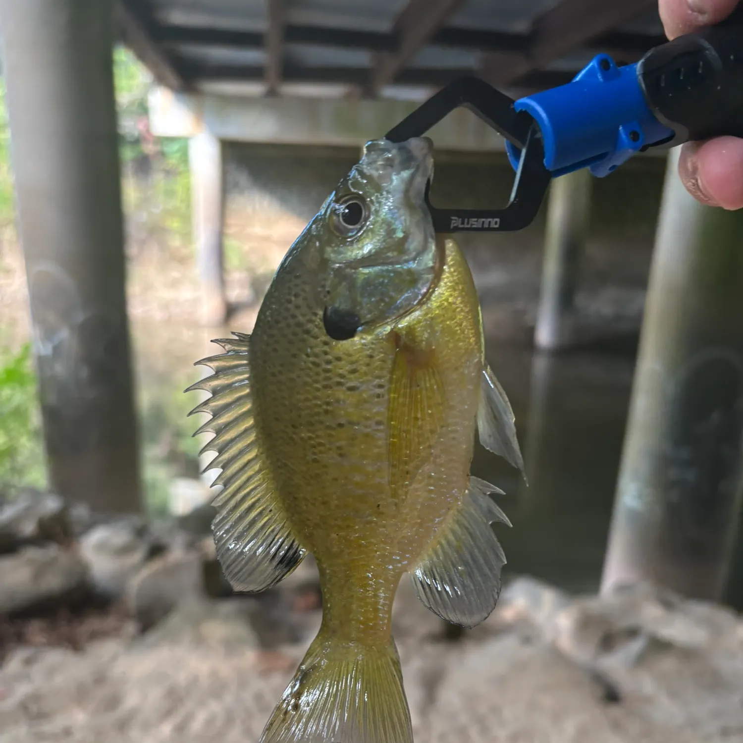 Bluegill caught on Fishbrain