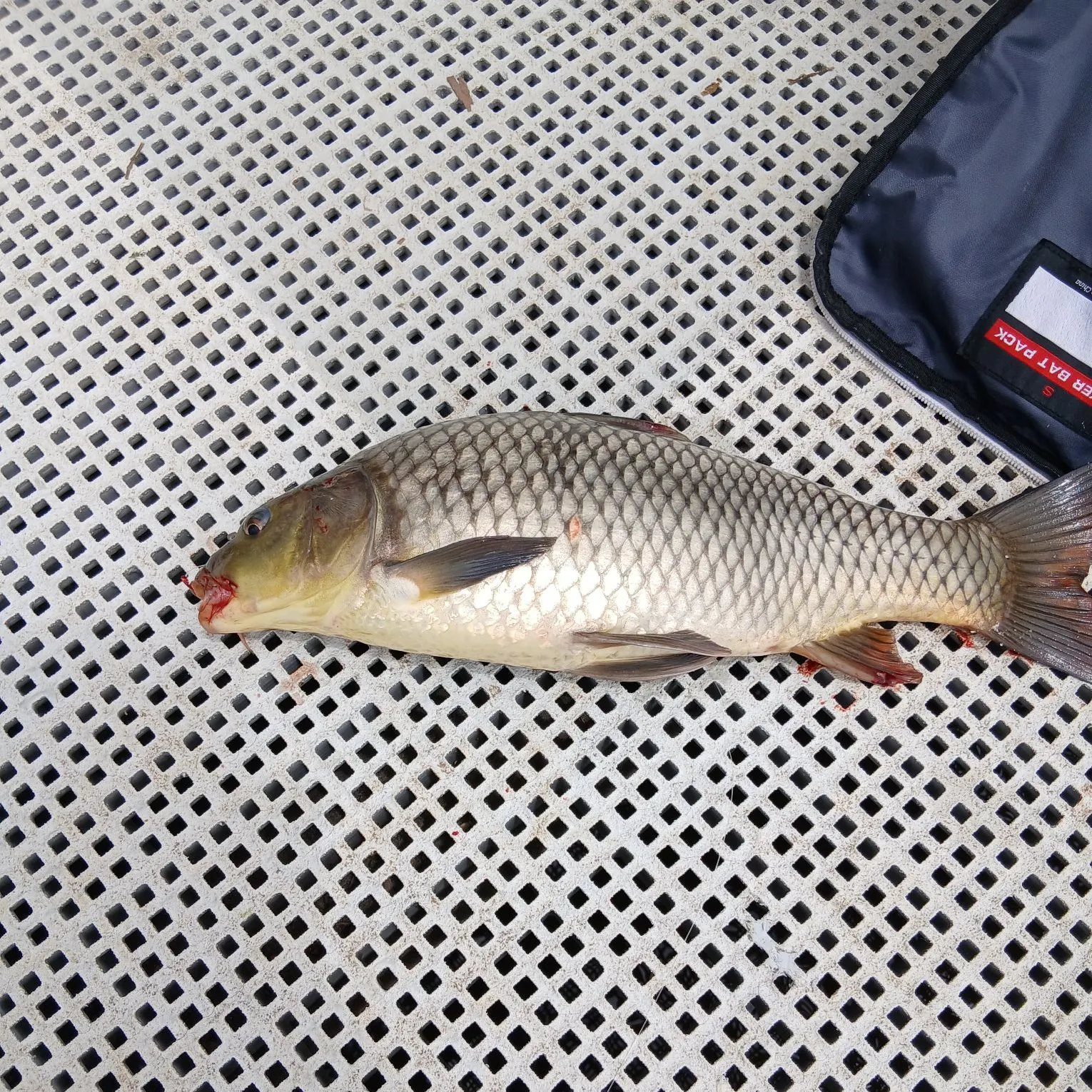 Common carp caught on Fishbrain