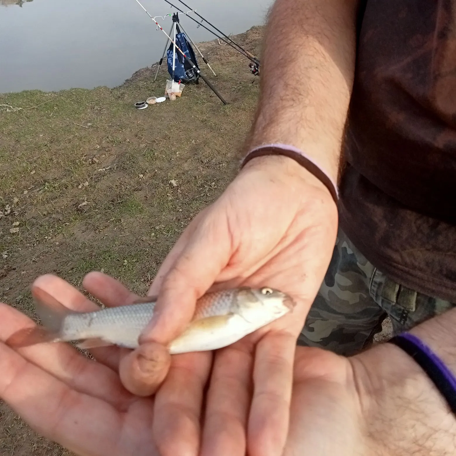 The most recent Andalusian barbel catches on Fishbrain