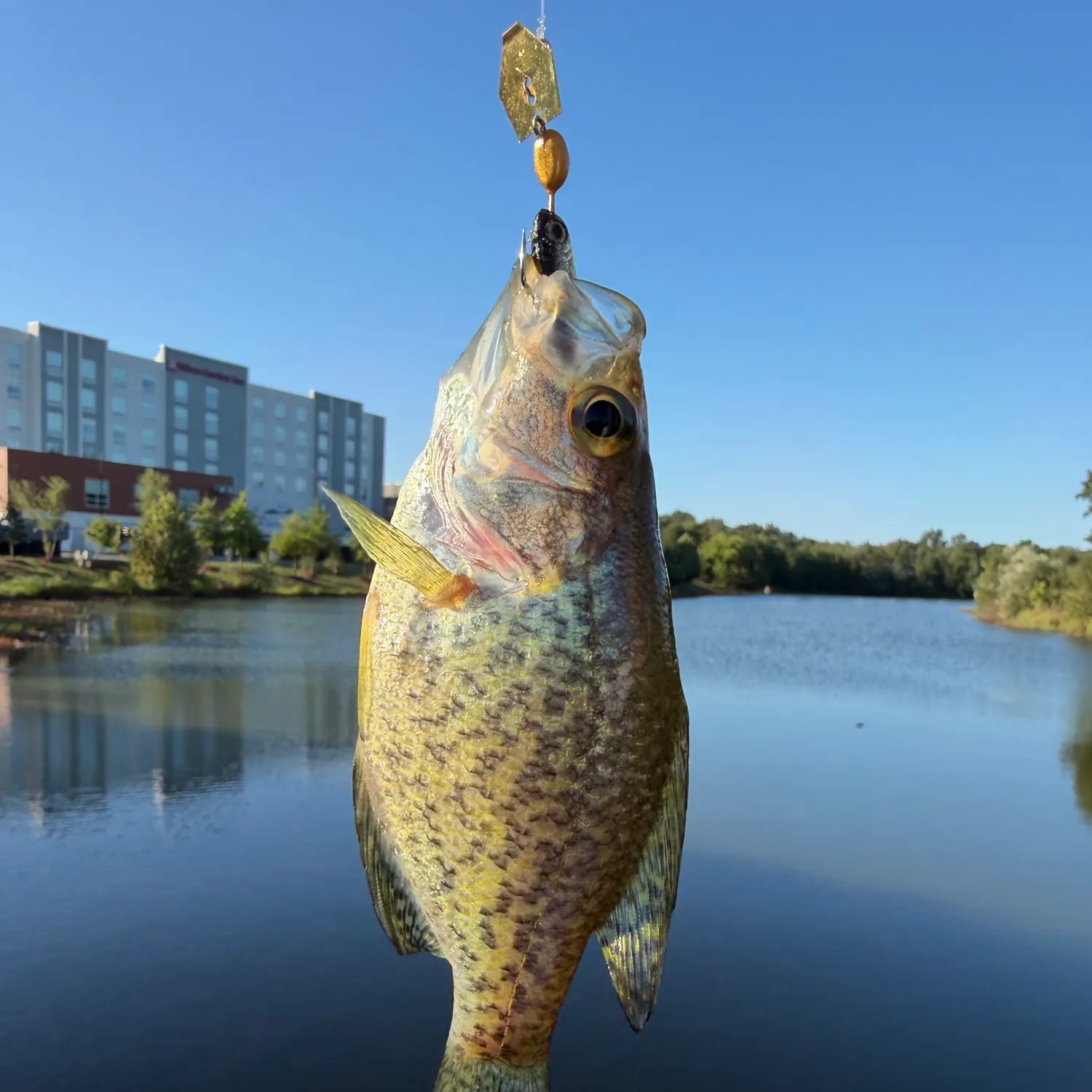 Black crappie caught on Fishbrain