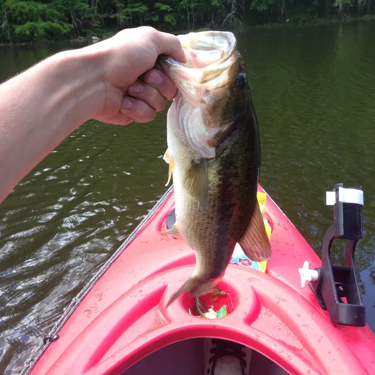 angler catch