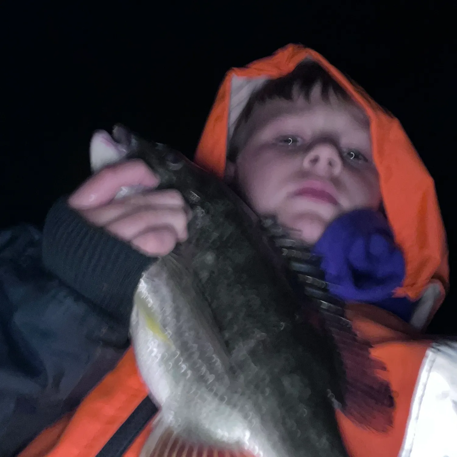 The most recent Pacific seabream catches on Fishbrain
