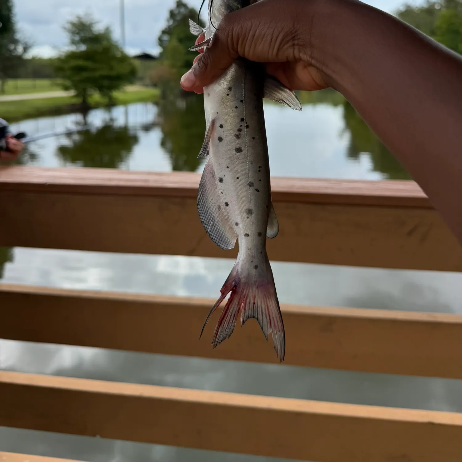 Channel catfish caught on Fishbrain