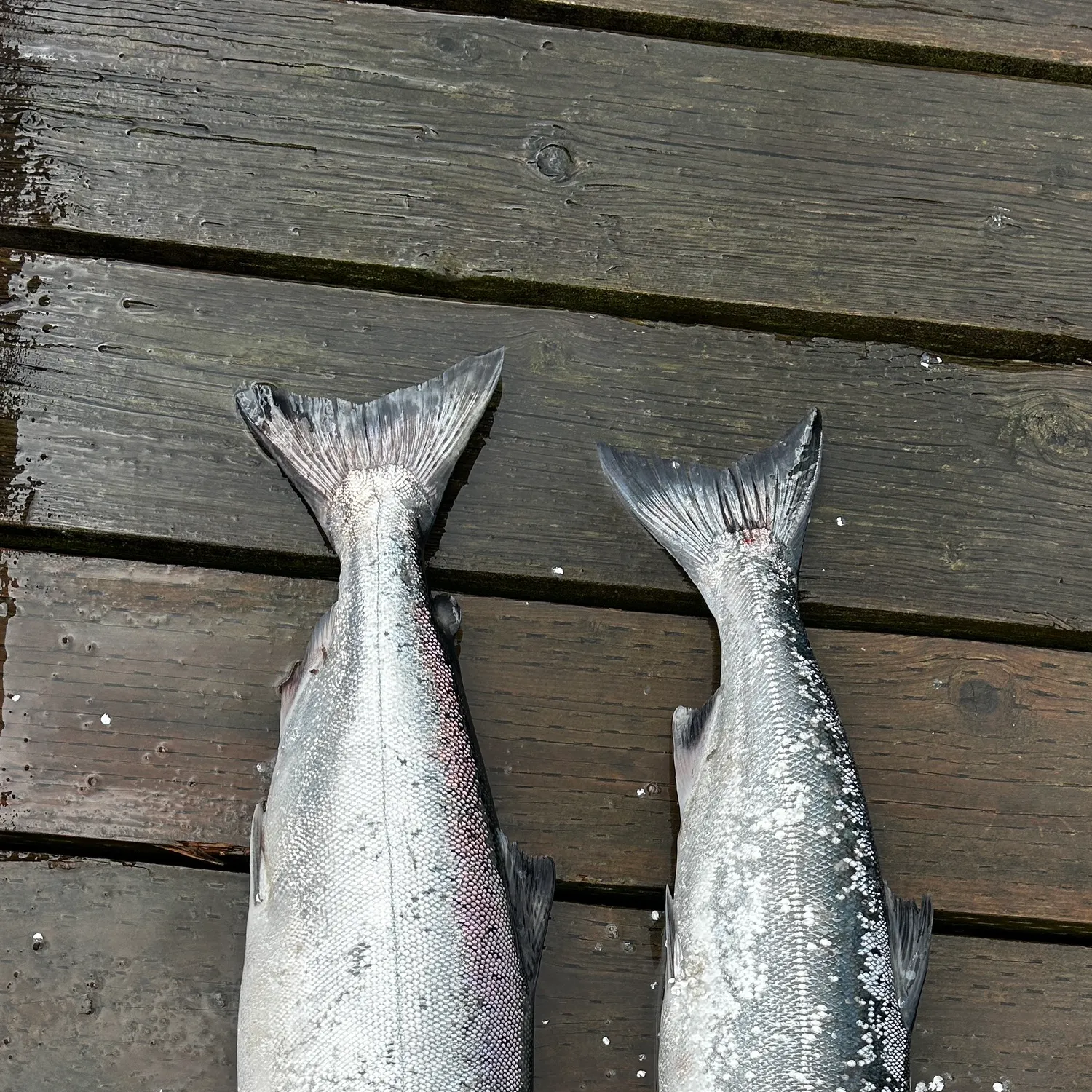 Coho salmon caught on Fishbrain