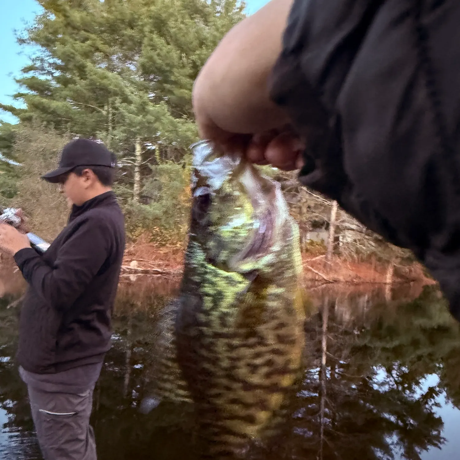 Black crappie caught on Fishbrain