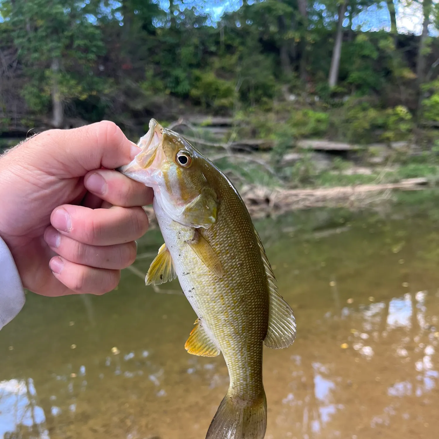 Smallmouth bass caught on Fishbrain