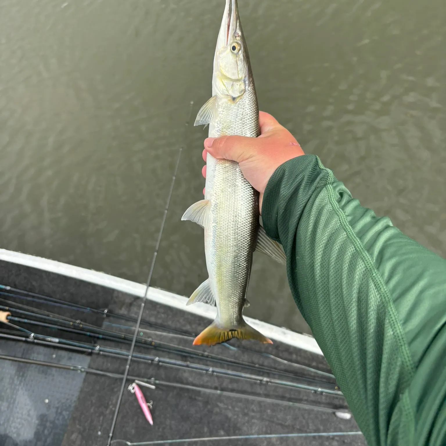 The most recent Bicuda catches on Fishbrain