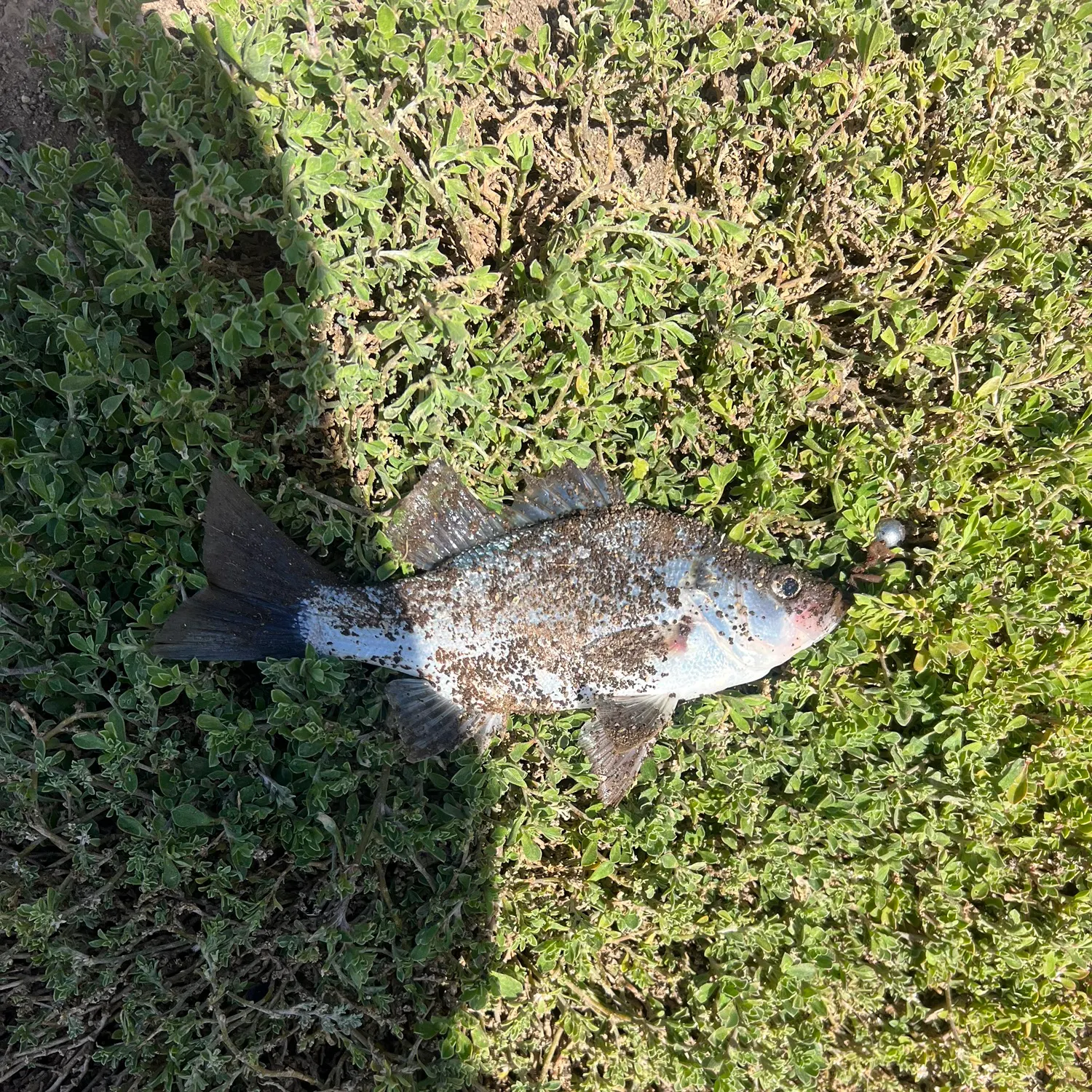Bidyan perch caught on Fishbrain