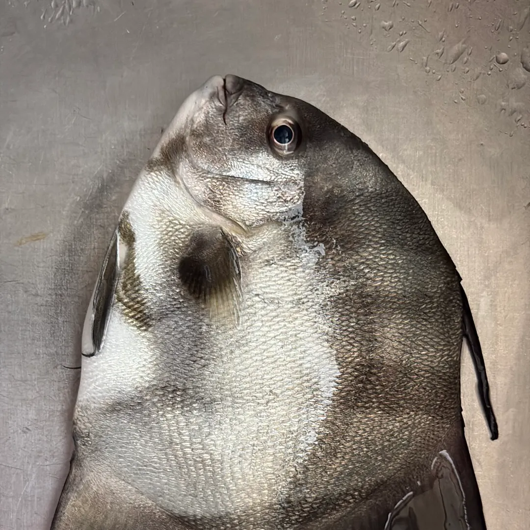 Atlantic spadefish caught on Fishbrain