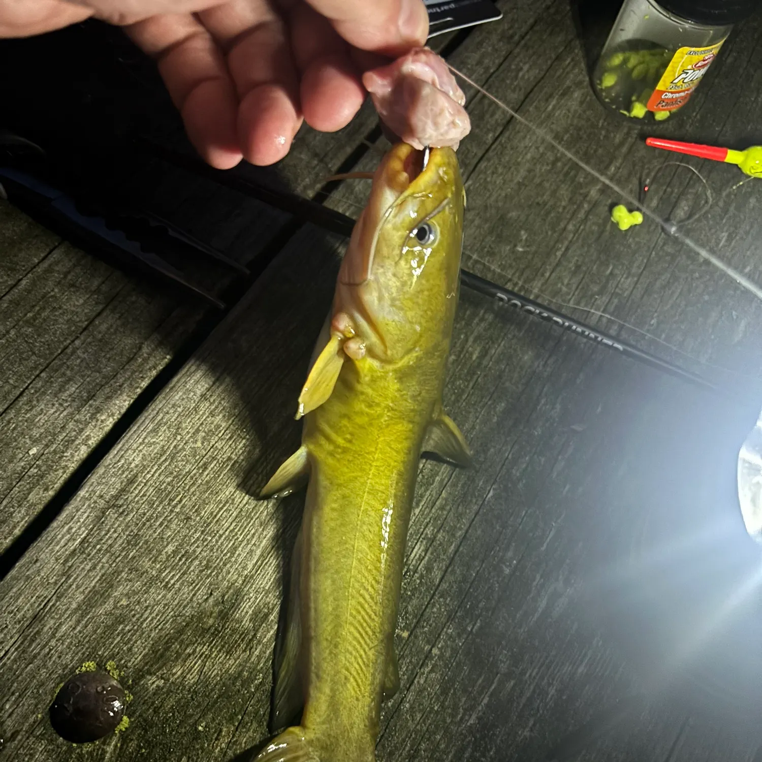 Yellow bullhead caught on Fishbrain