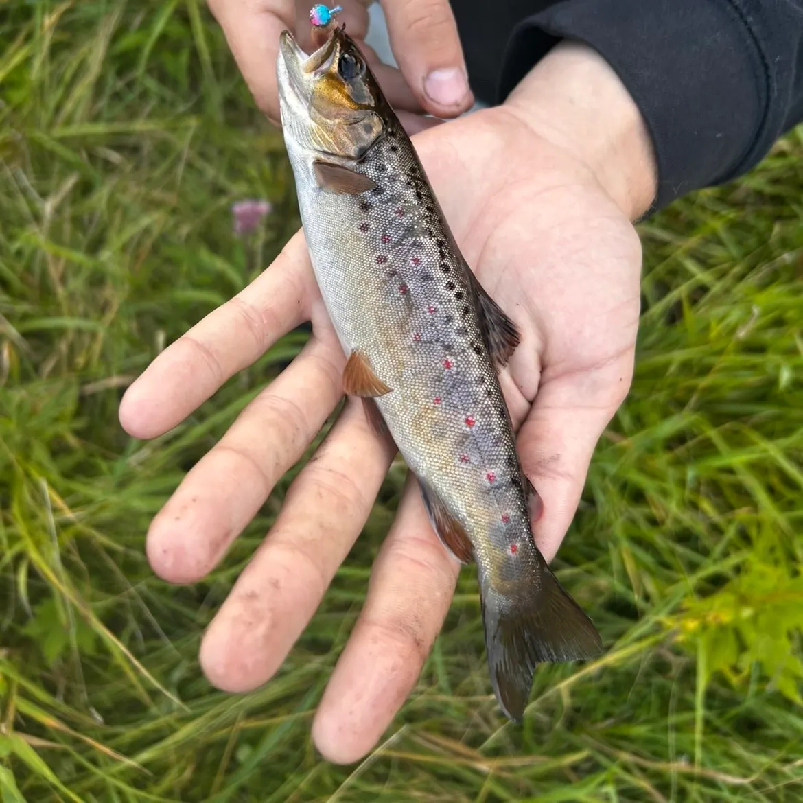 Brown trout caught on Fishbrain