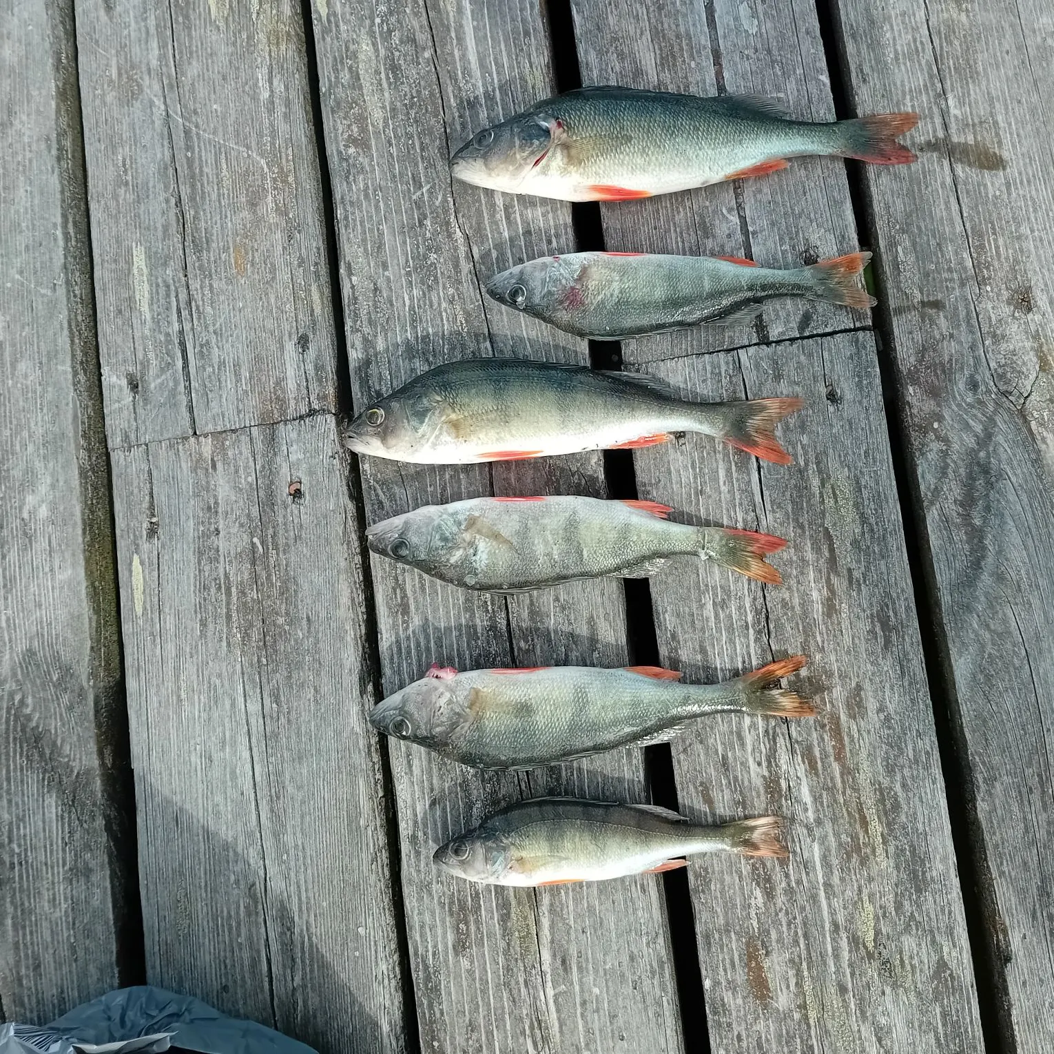 recently logged catches