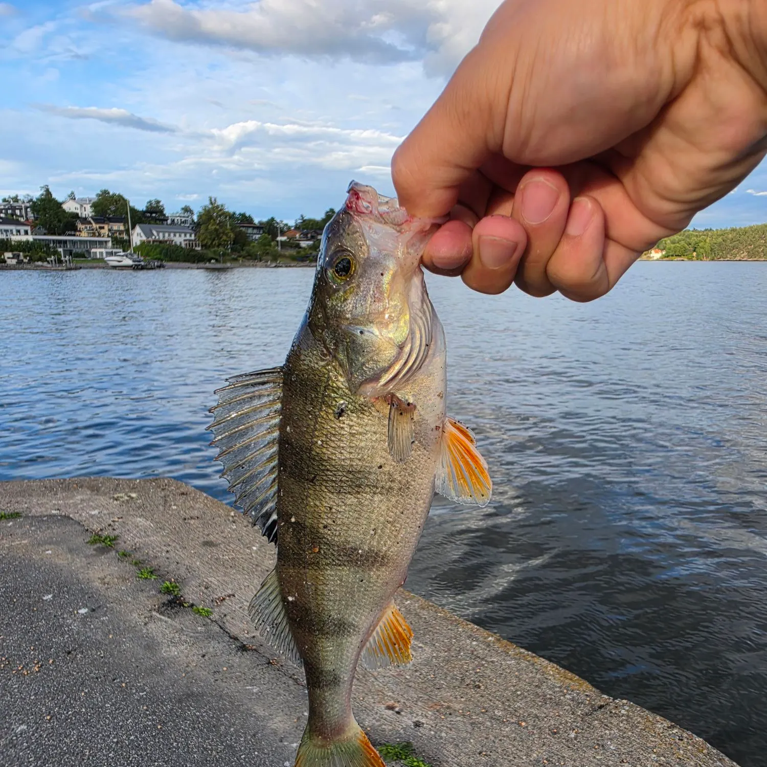 European perch caught on Fishbrain