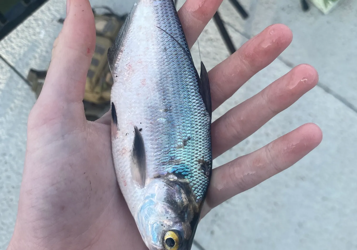 Threadfin shad