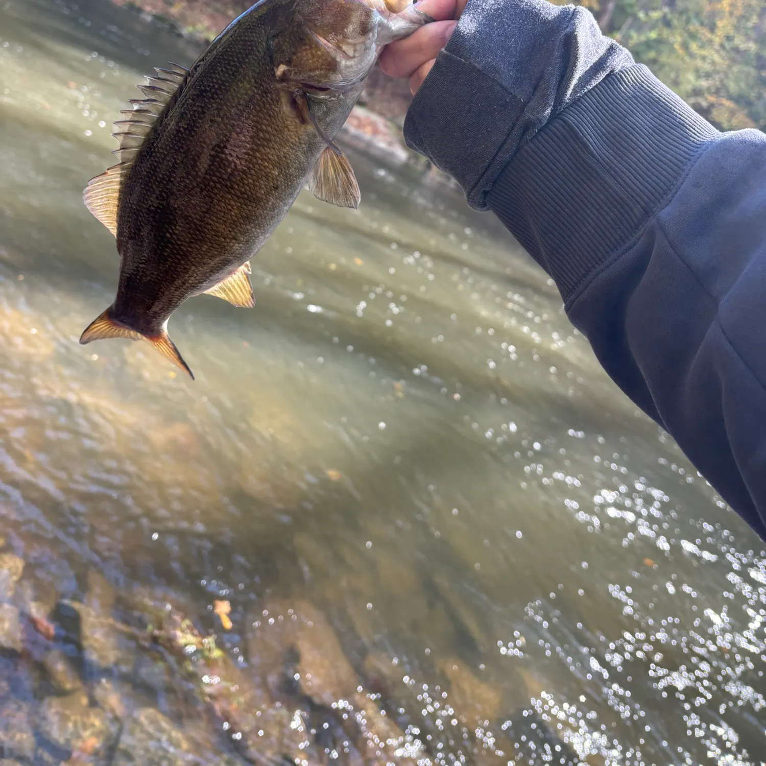 Smallmouth bass caught on Fishbrain