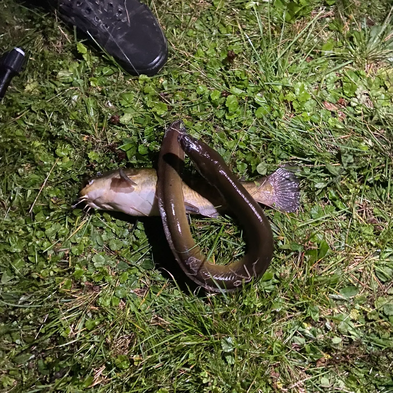 The most recent American eel catches on Fishbrain