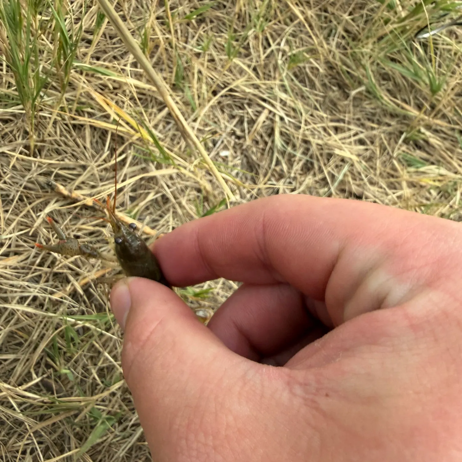The most recent Signal crayfish catches on Fishbrain